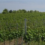Warmup in der Weinremise mit exklusiven Weinen