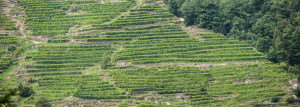 Riede Zornberg